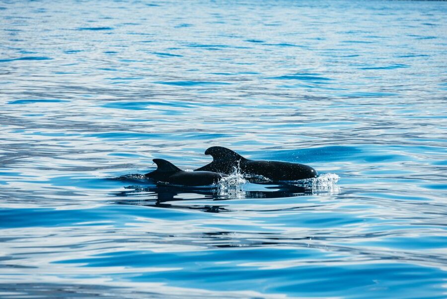 Los Cristianos Respectful No-Chase Whale and Dolphin Safari - What the 2 hours feels like, from harbor to open water and back