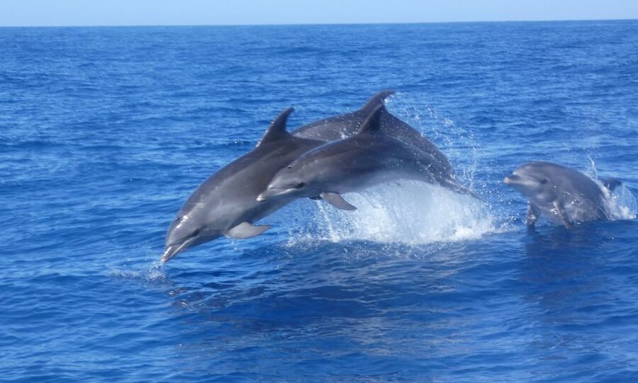 Los Cristianos Respectful No-Chase Whale and Dolphin Safari - The marine life you might spot off Tenerife: dolphins, pilot whales, turtles, more