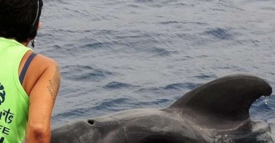 Los Cristianos Respectful No-Chase Whale and Dolphin Safari - Value at about $29: what you’re paying for beyond the wildlife