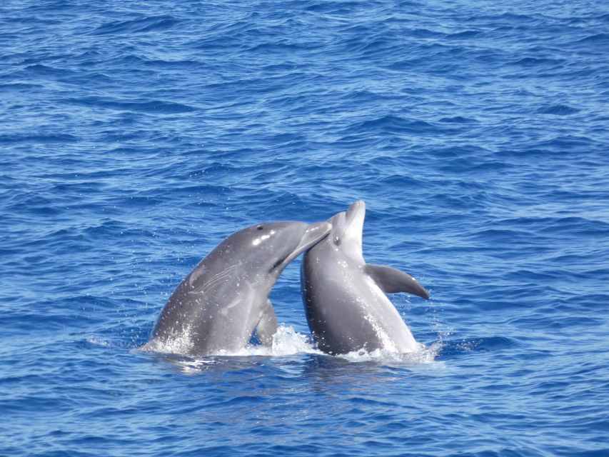 Los Cristianos Respectful No-Chase Whale and Dolphin Safari - Morning or afternoon choice: how to pick the slot that fits your comfort