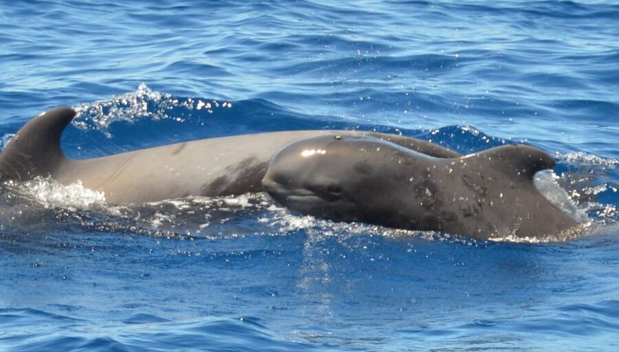 Los Cristianos Respectful No-Chase Whale and Dolphin Safari - Who should book, and who should skip this kind of safari