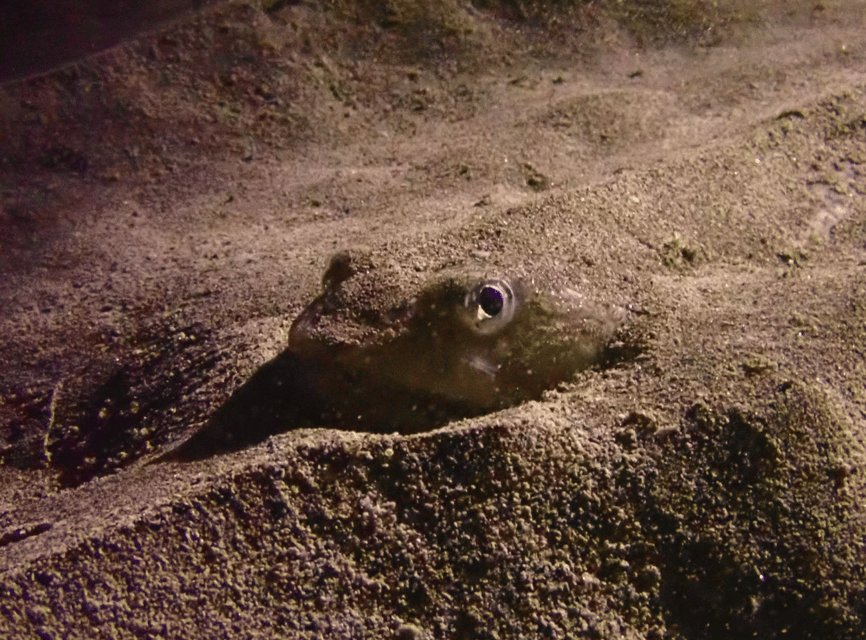 Los Cristianos: Try Dive for beginners - Ocean Dreams Tenerife meeting point, and why that matters