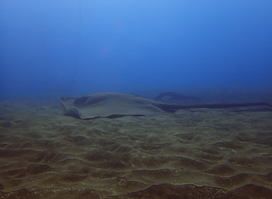Los Cristianos: Try Dive for beginners - Your instructor makes or breaks the first session
