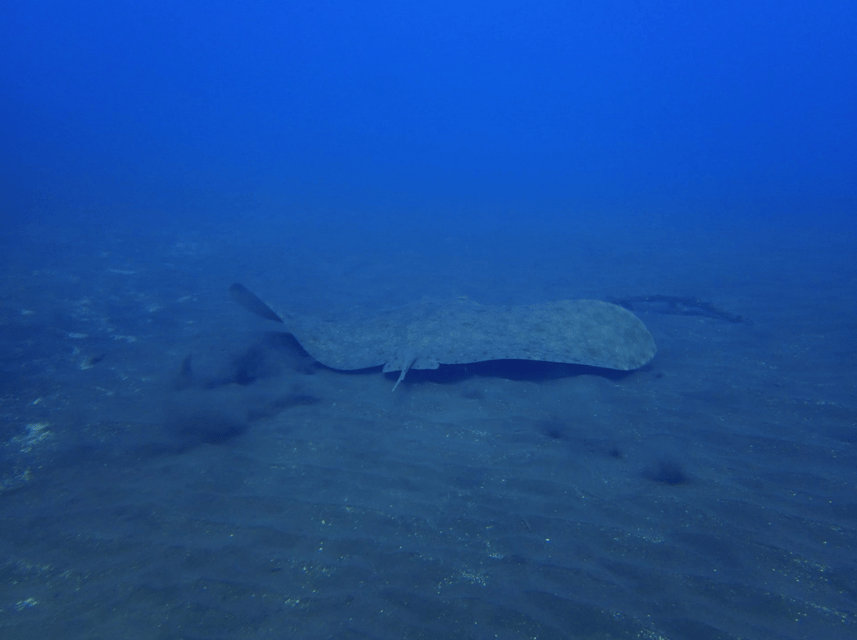 Los Cristianos: Try Dive for beginners - Who this Los Cristianos session fits best