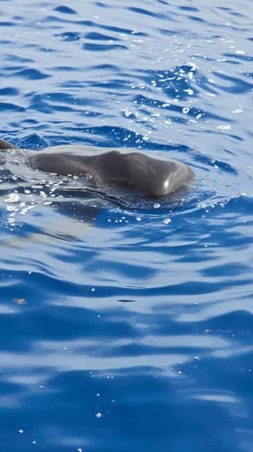 Los Cristianos: Viking Cruise Whales & Dolphins Watching - Getting to Puerto de Los Cristianos: find Zone Excursion A fast