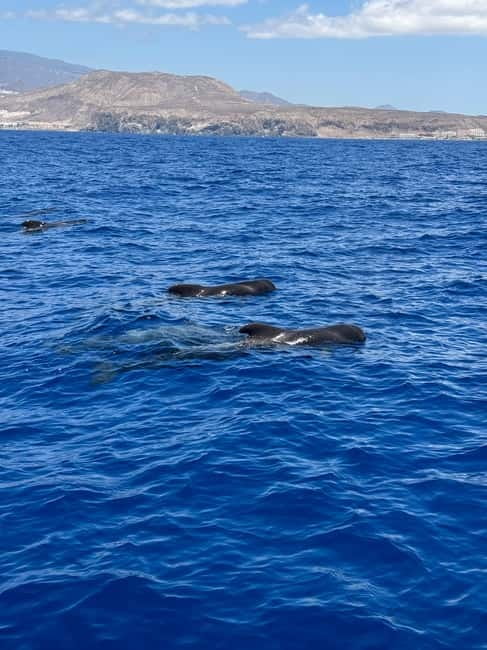 Los Cristianos: Viking Cruise Whales & Dolphins Watching - Boarding Ragnarok: space, comfort, and the onboard extras