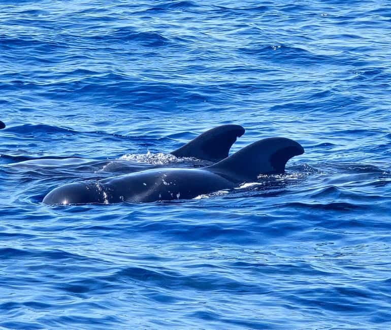 Los Cristianos: Viking Cruise Whales & Dolphins Watching - Your 2-Hour Route: what happens from Los Cristianos out at sea
