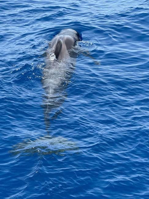 Los Cristianos: Viking Cruise Whales & Dolphins Watching - Price and Value: why $20 for 2 hours on the water makes sense