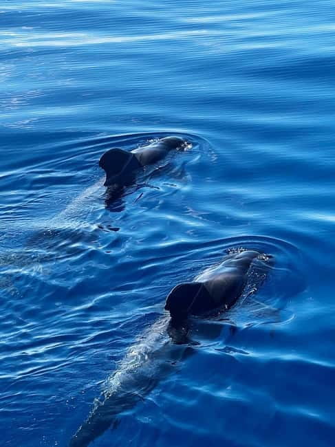 Los Cristianos: Whale Watching Cruise w/Swim Stop & Drinks - Viking Ship Ragnarok From Los Cristianos, Tenerife