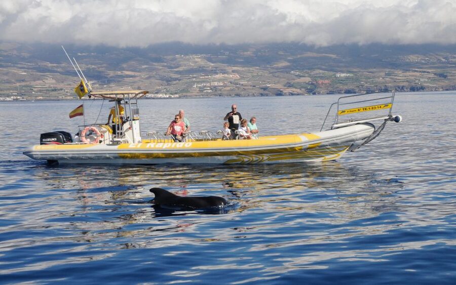 Los Gigantes: Dolphin and Whale Watching Cruise by Speedboat - Key things that make this cruise worth your time