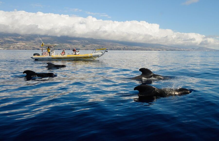 Los Gigantes: Dolphin and Whale Watching Cruise by Speedboat - Los Gigantes to the whale zone: fast, focused, and built for spotting