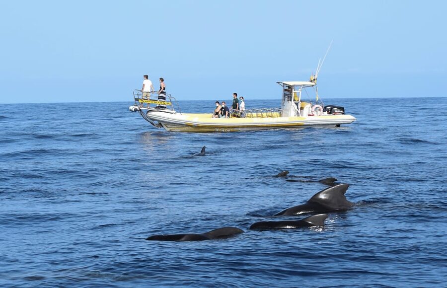 Los Gigantes: Dolphin and Whale Watching Cruise by Speedboat - Cruising beside Los Gigantes and Masca: the views are not an afterthought