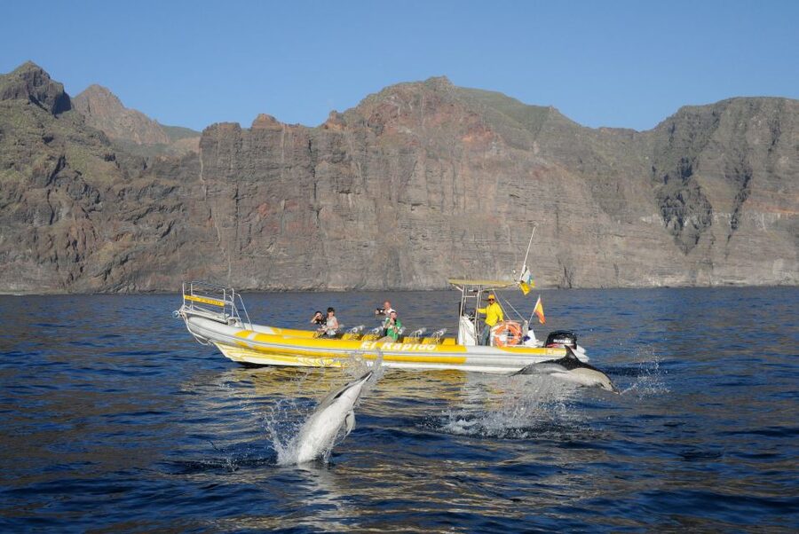 Los Gigantes: Dolphin and Whale Watching Cruise by Speedboat - The swim stop in crystal coves: when to pack for water time