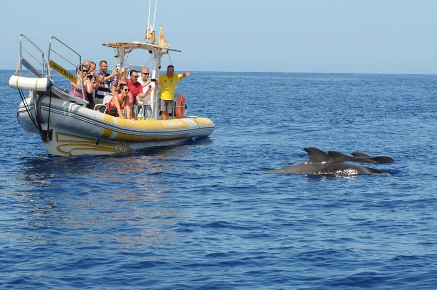 Los Gigantes: Dolphin and Whale Watching Cruise by Speedboat - Guide style, group size, and why this feels more personal