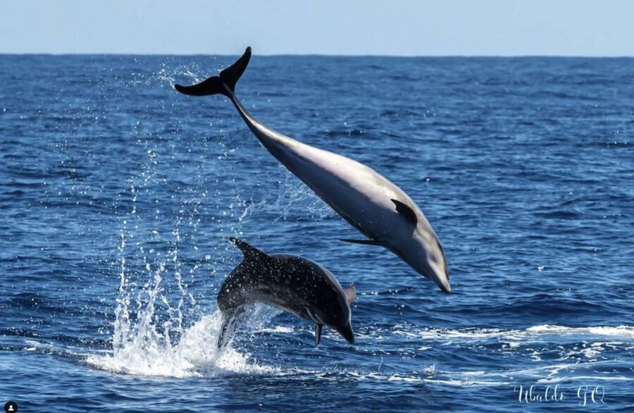 Los Gigantes: Dolphin and Whale Watching Cruise by Speedboat - Who should book this speedboat cruise (and who might want to skip)