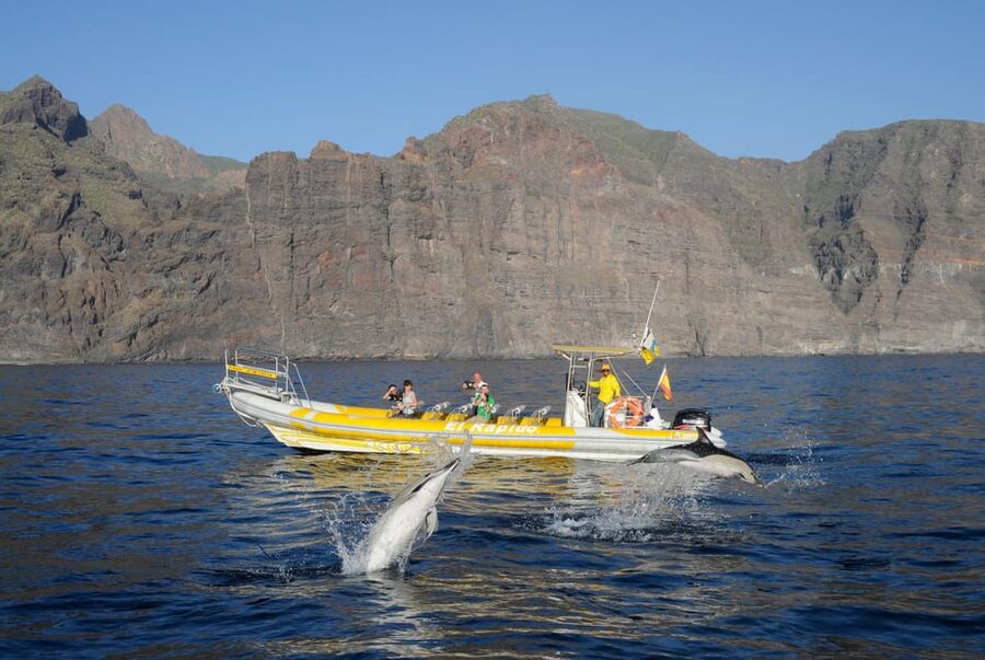 Los Gigantes: Dolphin and Whale Watching Cruise by Speedboat - Teno-Rasca Whale Sanctuary: how the spotting usually plays out