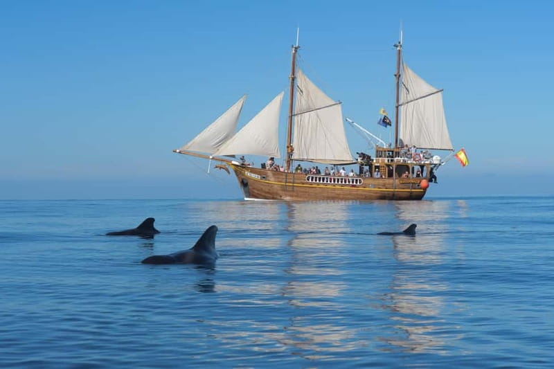 Los Gigantes: Dolphin and Whale Watching Tour with Drinks - Key highlights worth your attention