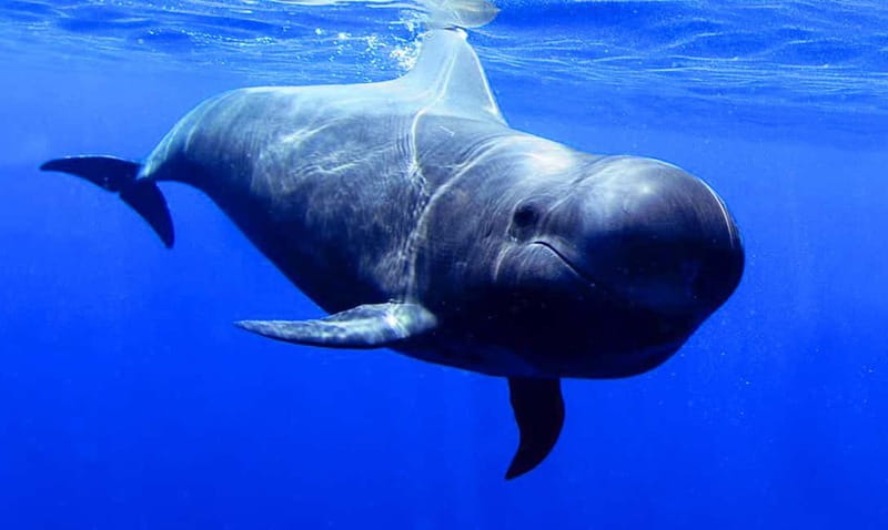 Los Gigantes: Dolphin and Whale Watching Tour with Drinks - Los Gigantes is made for wildlife spotting from the water