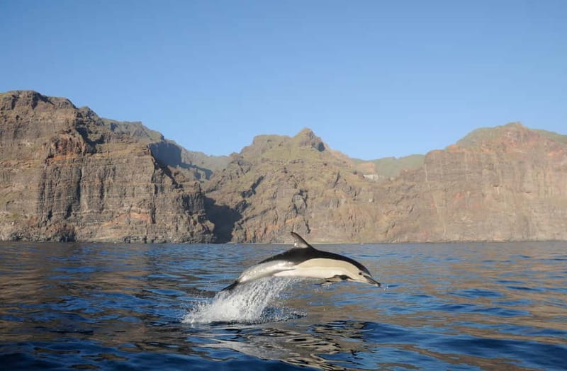 Los Gigantes: Dolphin and Whale Watching Tour with Drinks - From Flipper Uno to open water, and how the timing actually feels