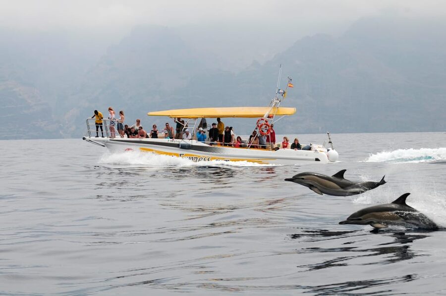 Los Gigantes: Dolphin & Whale Watching Cruise with Swim Stop - Key things to know before you go