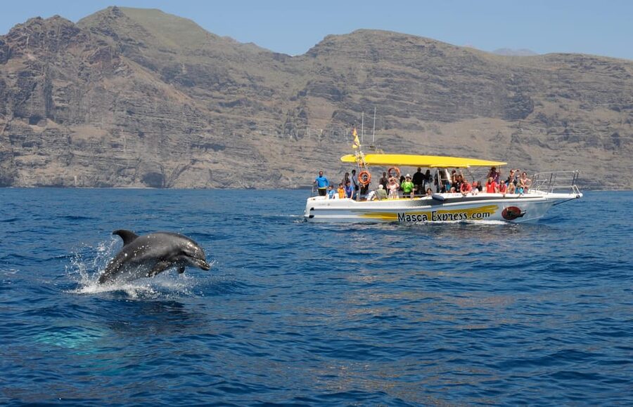 Los Gigantes: Dolphin & Whale Watching Cruise with Swim Stop - From Los Gigantes port into the Teno-Rasca zone
