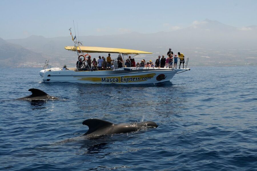 Los Gigantes: Dolphin & Whale Watching Cruise with Swim Stop - The swim stop in Juan López, Barranco Seco, or Masca Bay
