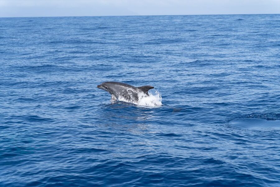 Los Gigantes: Sailing Excursion with Swimming, Drink & Tapas - Tapas and drinks onboard: the relaxing landing after the water