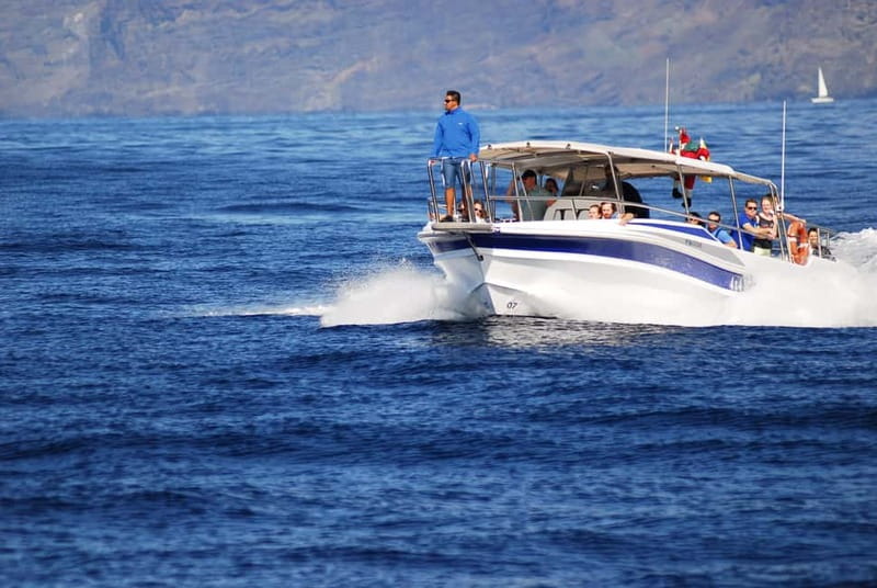 Los Gigantes: Whale or dolphin watching and swimming tour in Masca - Key highlights