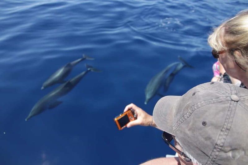 Los Gigantes: Whale or dolphin watching and swimming tour in Masca - From check-in at C. Pob. Marinero to a fast speedboat run