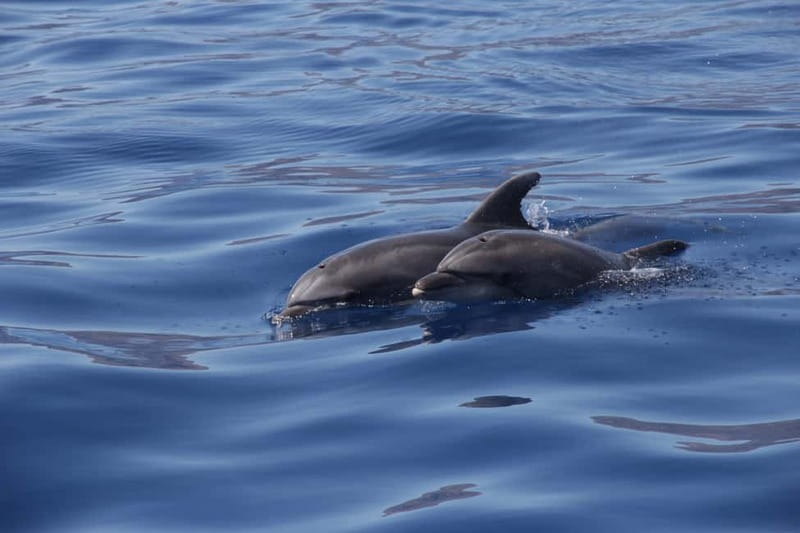 Los Gigantes: Whale or dolphin watching and swimming tour in Masca - The cold drink moment and the return cruise past Los Gigantes