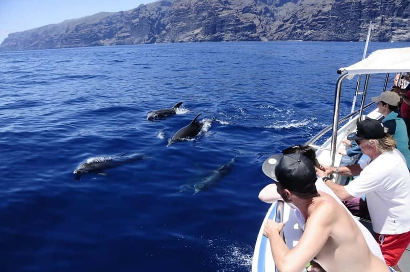 Los Gigantes: Whale or dolphin watching and swimming tour in Masca - How the whale and dolphin search works near Los Gigantes cliffs
