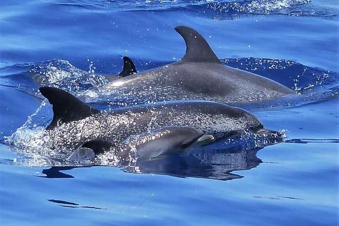 Los Gigantes Whale Watching Charter by Sail Boat - Key Points Before You Go