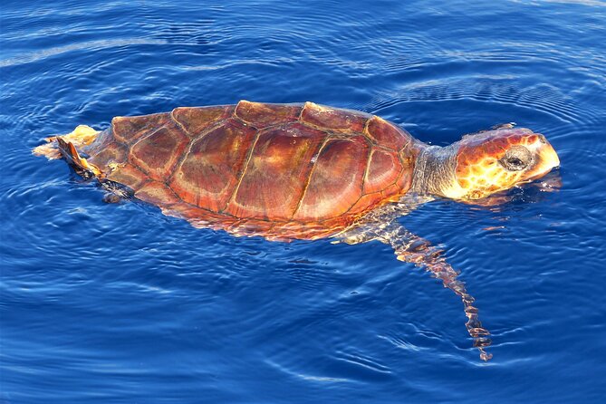 Los Gigantes Whale Watching Charter by Sail Boat - Los Gigantes From the Water: Why This Coast Works