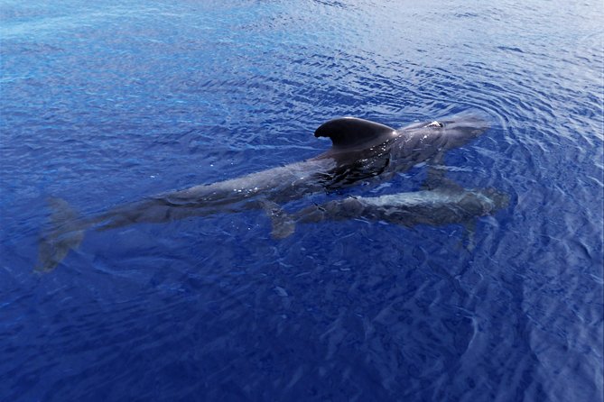 Los Gigantes Whale Watching Charter by Sail Boat - Snorkeling by the Cliffs: A Smaller Stop You’ll Actually Enjoy