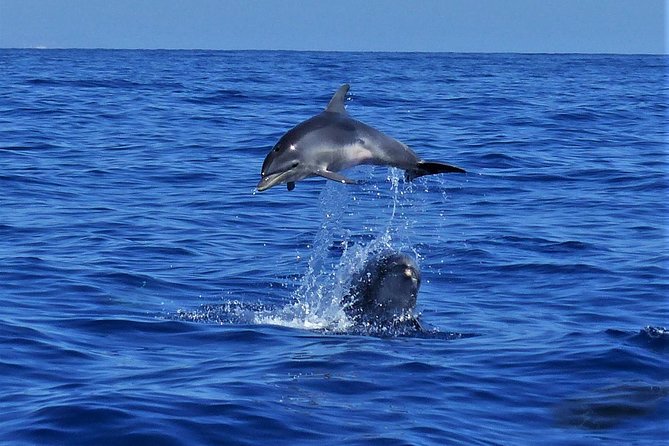 Los Gigantes Whale Watching Charter by Sail Boat - Meeting Point and Getting There Without Stress