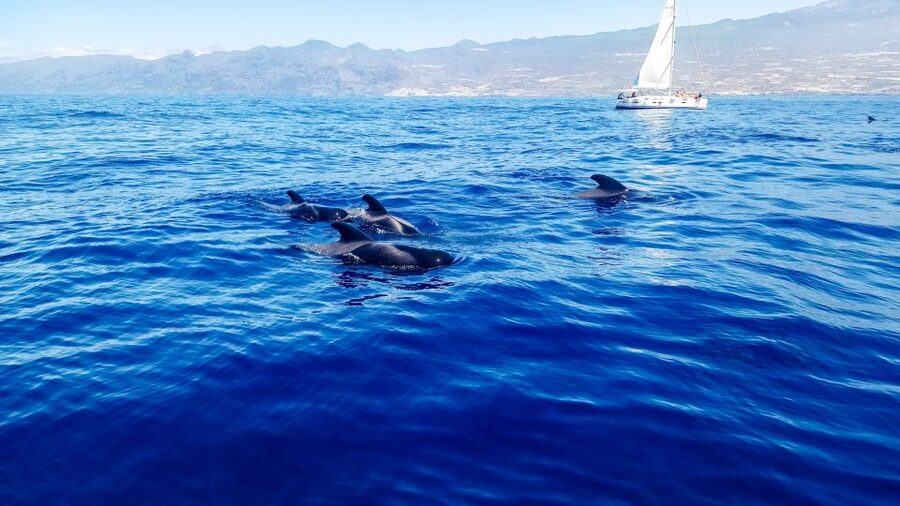Los Gigantes: Whales and Dolphin Watching Cruise with Lunch - Key highlights you will actually care about