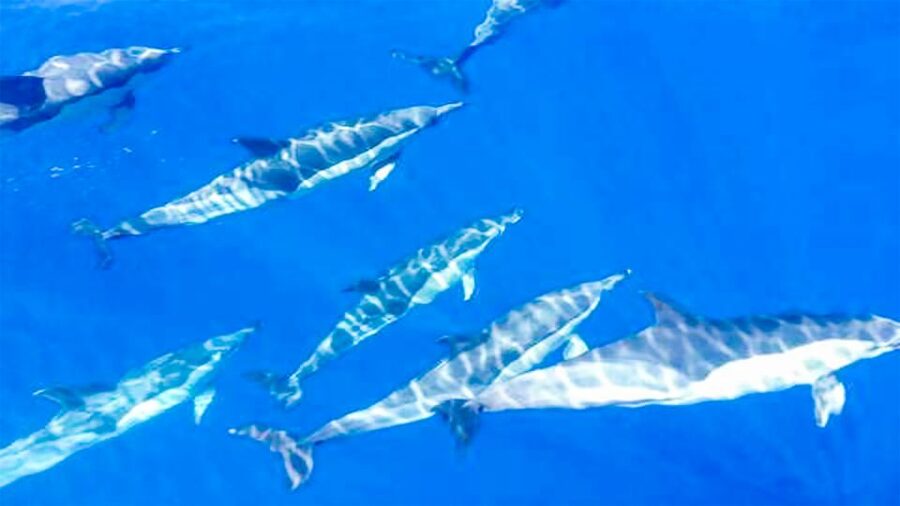 Los Gigantes: Whales and Dolphin Watching Cruise with Lunch - Los Gigantes whale watching, what makes it worth 3 hours