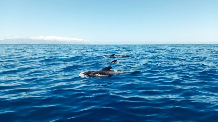 Los Gigantes: Whales and Dolphin Watching Cruise with Lunch - Sailing out: Teide, La Gomera, and Teno views while the crew scans the sea