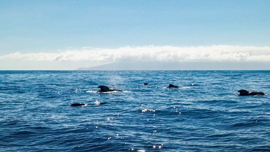 Los Gigantes: Whales and Dolphin Watching Cruise with Lunch - Lunch on board: appetizers, fruit, and what the meal is actually like