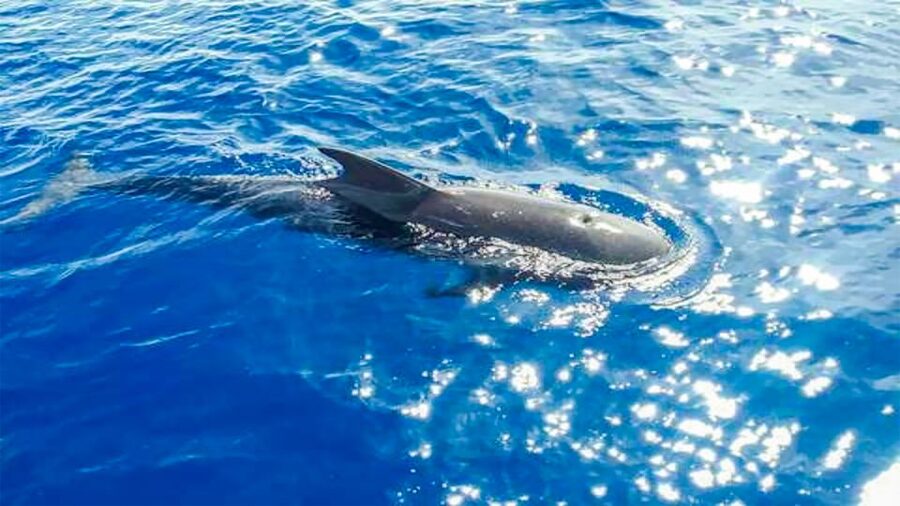 Los Gigantes: Whales and Dolphin Watching Cruise with Lunch - Shared vs private cruise: how group size changes the vibe