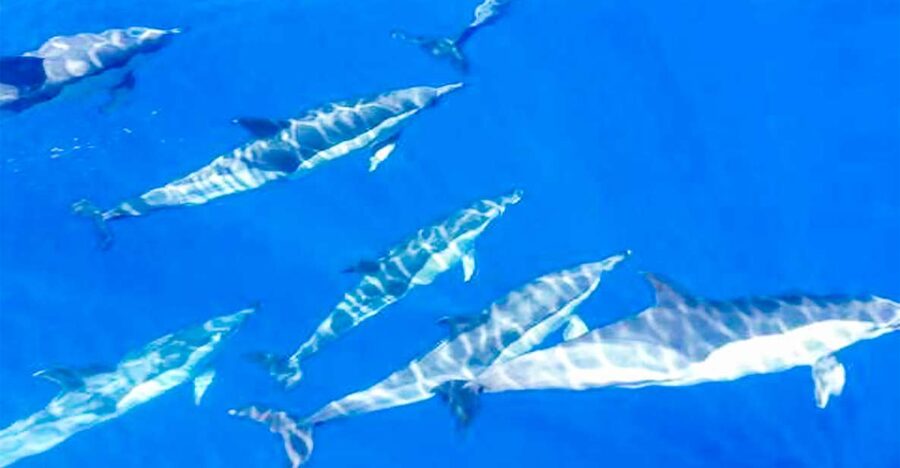 Los Gigantes: Whales and Dolphin Watching Cruise with Lunch - Finding MPC Yacht Charter and settling in on a small boat