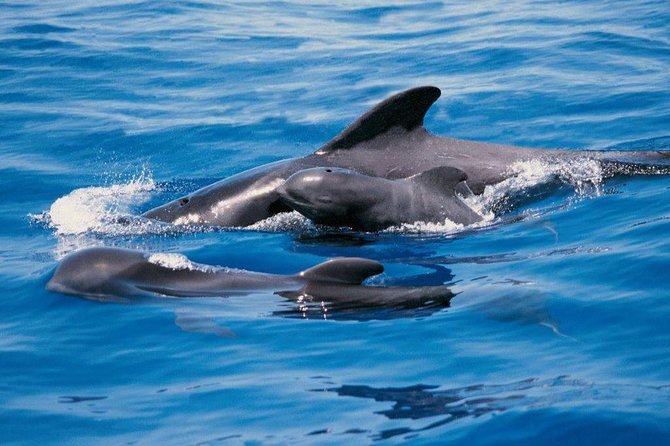 Luxury 3 Hour Yacht Private Charter - Key things that make this charter feel like a treat