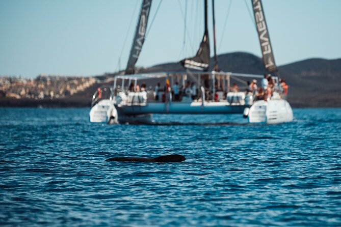 Luxury Catamaran Cruise with Brunch and Unlimited Drinks - Wildlife Watching That Adjusts in Real Time