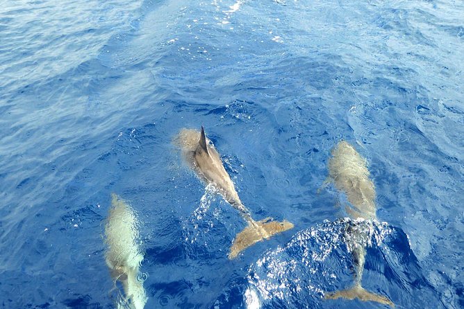 Luxury Opera 60 Whale & Dolphin Watching Experience - Price and value, is $96.79 worth it?