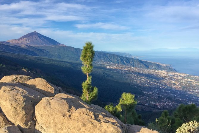 Mount Teide and Tenerife North with Food & Wine Tasting Private Tour - Price, Value, and Who This Tour Makes Sense For