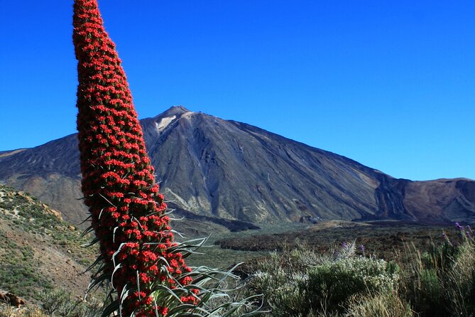 Mount Teide Quad Day Trip in Tenerife National Park - Getting Ready: License, Age Rules, and the 160 kg Limit