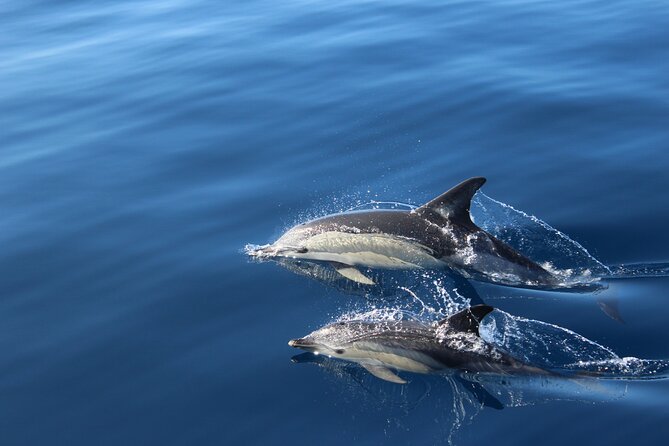 No chase Whale & Dolphin tour putting Marine Life first - we care - The no-chase rule, and why it changes everything