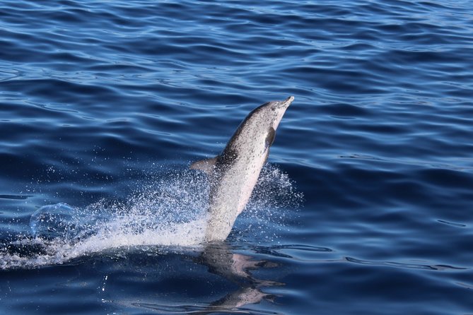 No chase Whale & Dolphin tour putting Marine Life first - we care - Wildlife spotting without pressure: dolphins, pilot whales, and more