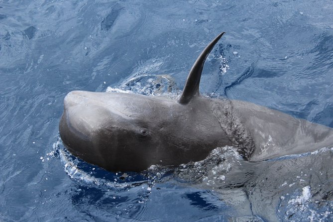 No chase Whale & Dolphin tour putting Marine Life first - we care - Itinerary in plain English: how the time usually flows