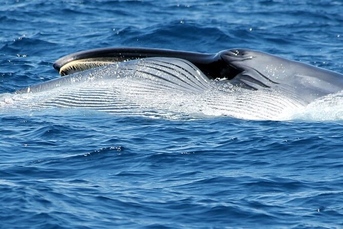 No chase Whale & Dolphin tour putting Marine Life first - we care - Where to sit and how to dress for a windy day